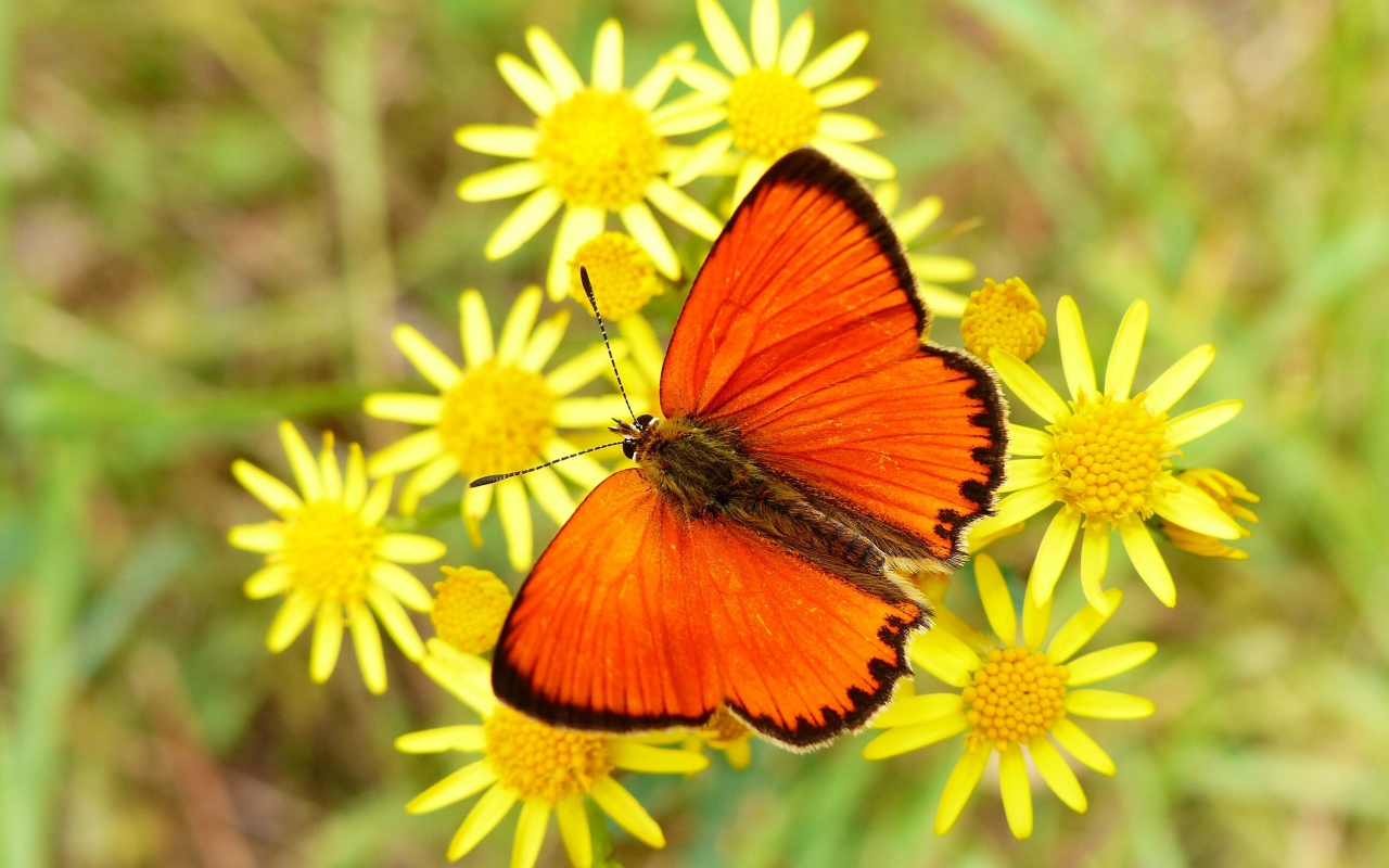 Красивая оранжевая бабочка сидит на желтом цветке