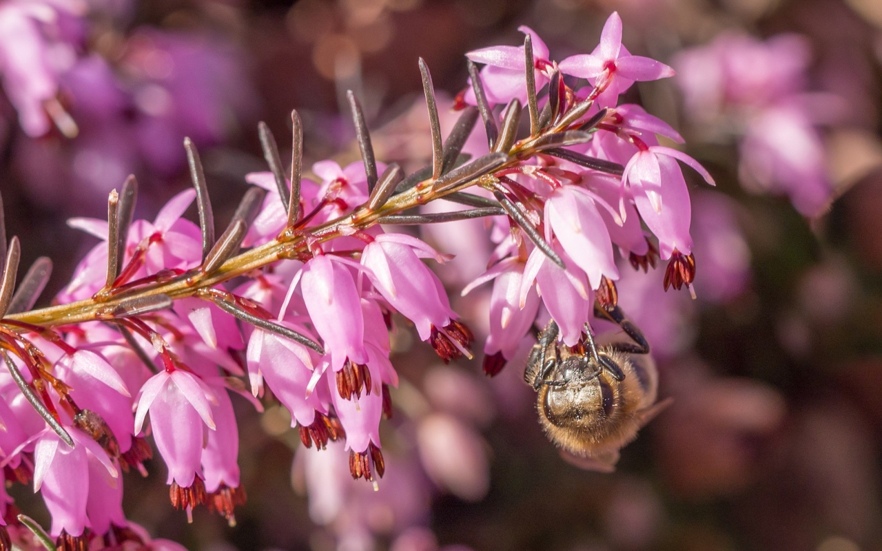 Bee on a branch with pink flowers