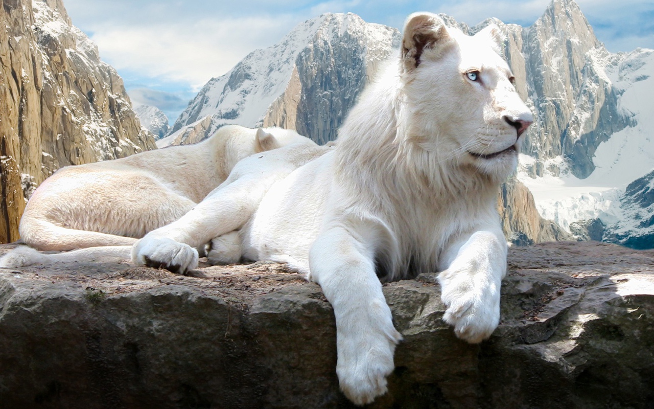 Blue-eyed white lion on a rock