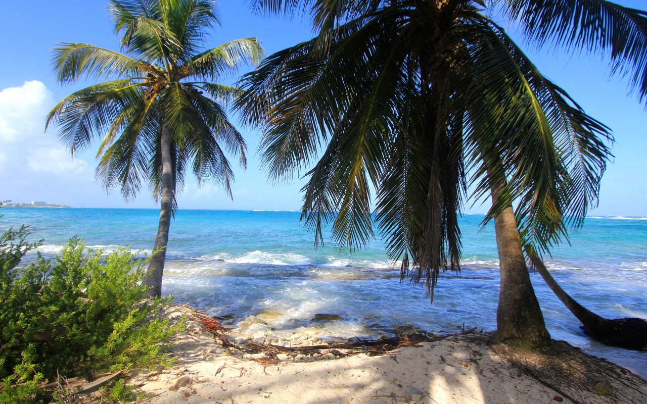 Пальмы на тропическом берегу у бушующего океана