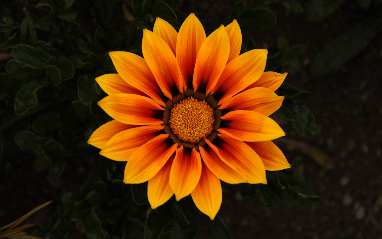 Красивый оранжевый цветок Газания 