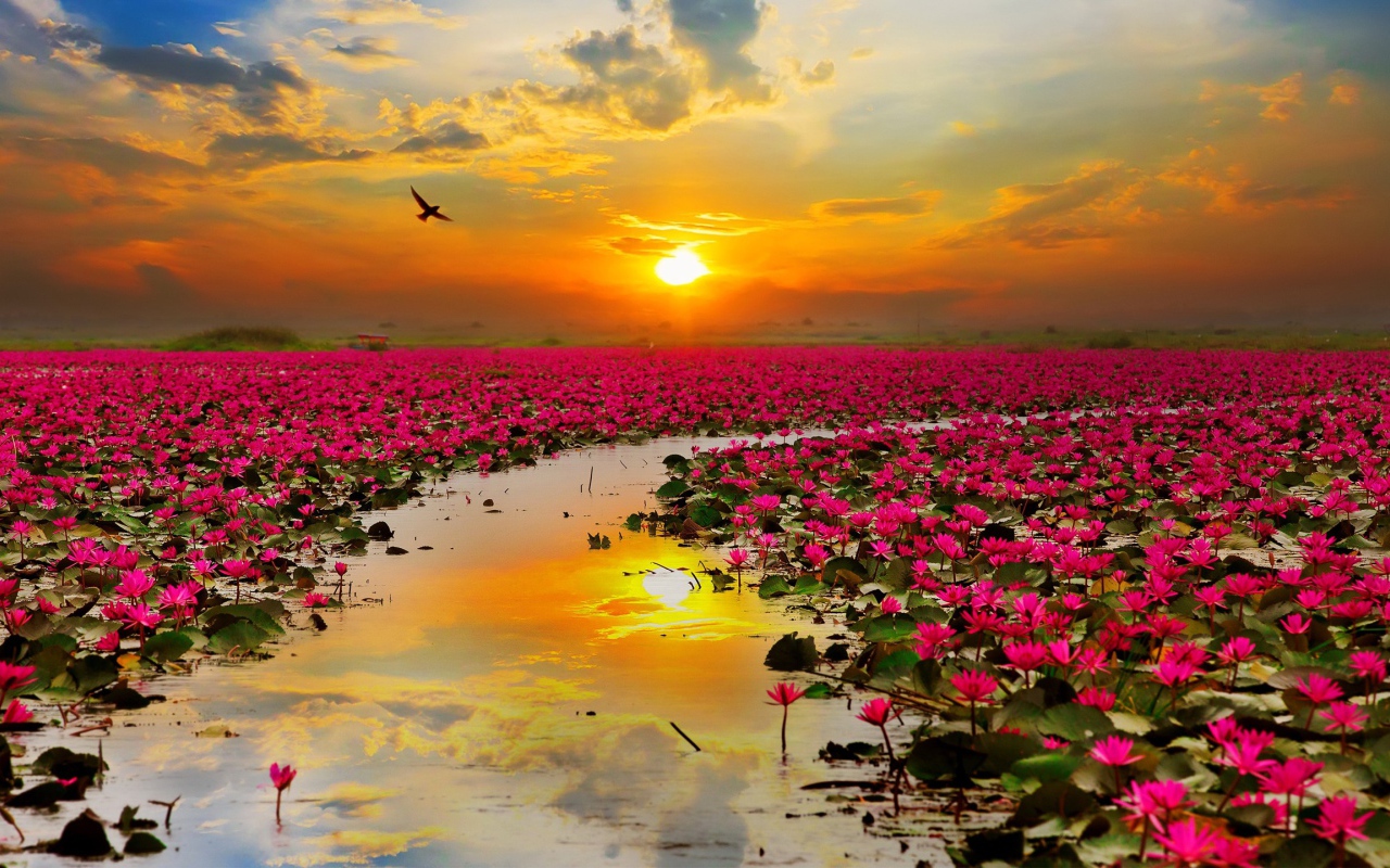 Озеро розовых лотосов на фоне закатного неба  