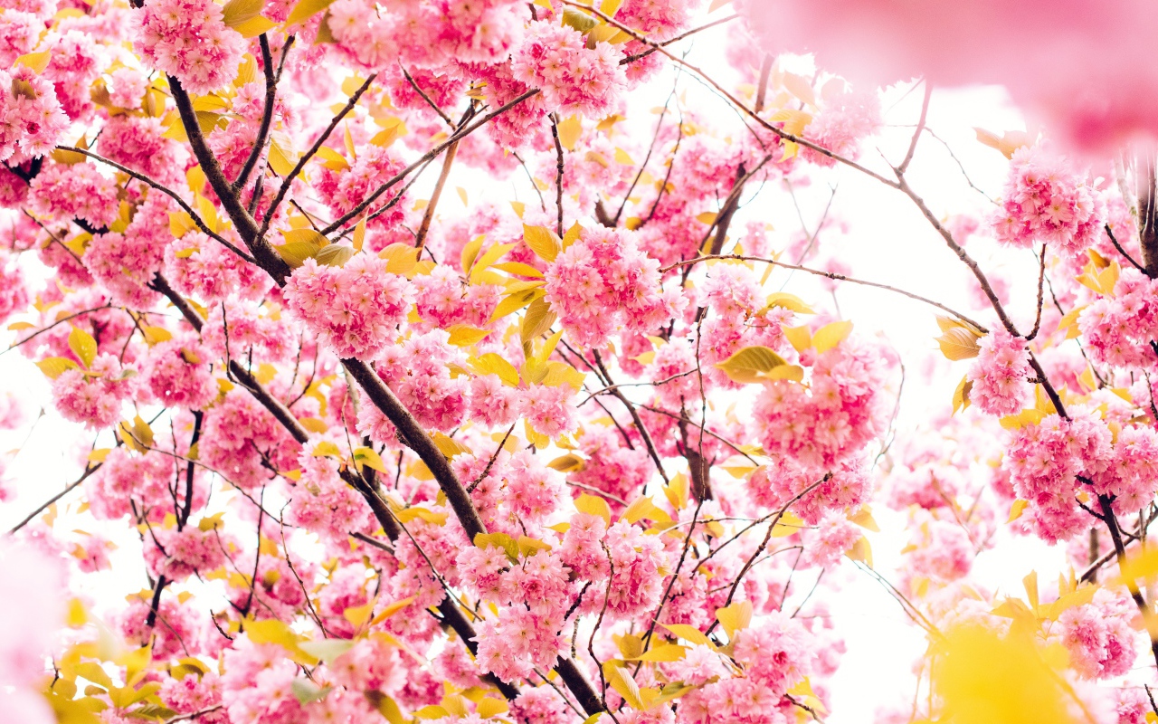 Розовые весенние цветы луизеания 