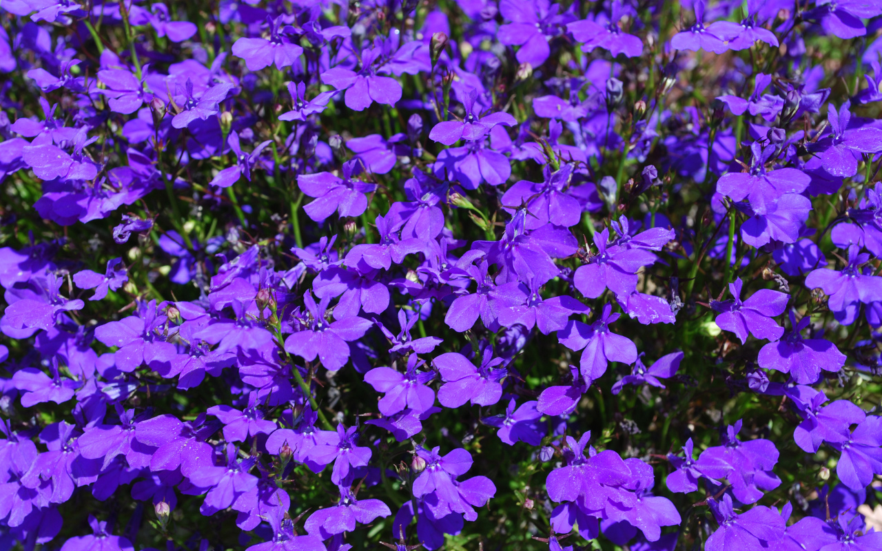 Фиолетовые цветы лобелия крупным планом