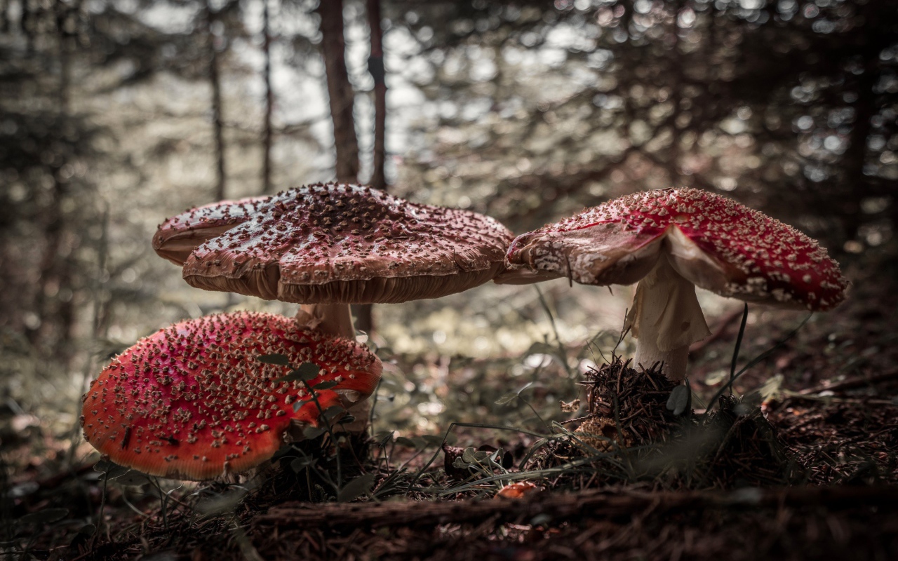 Large forest mushrooms of amanita