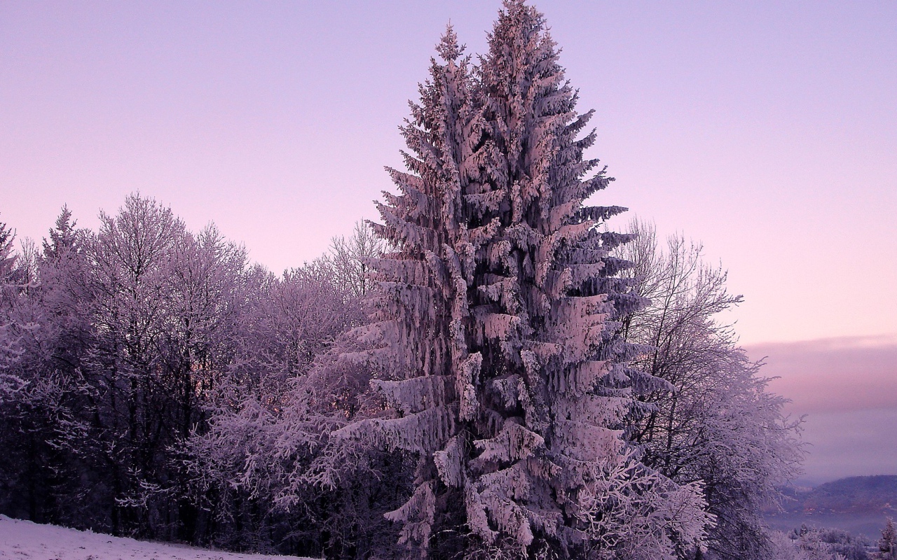 Заснеженный лес зимний пейзаж  