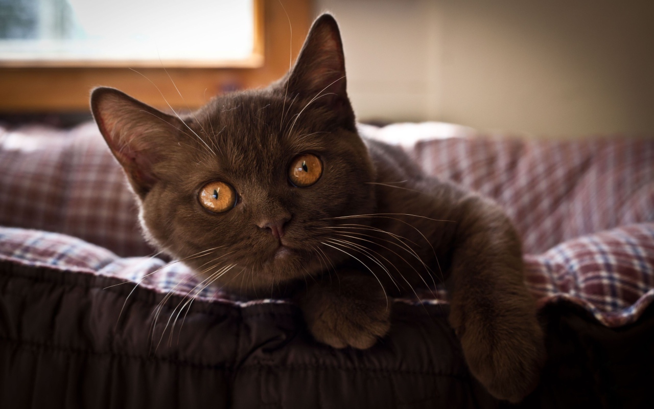 Красивый коричневый котенок