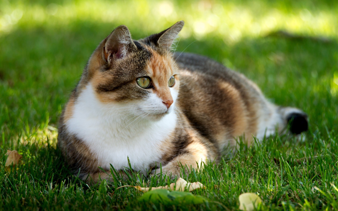 Трехцветная кошка лежит на зеленой траве