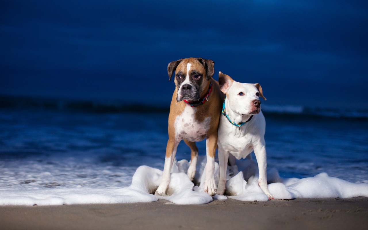 Две собаки гуляют по берегу моря по пене