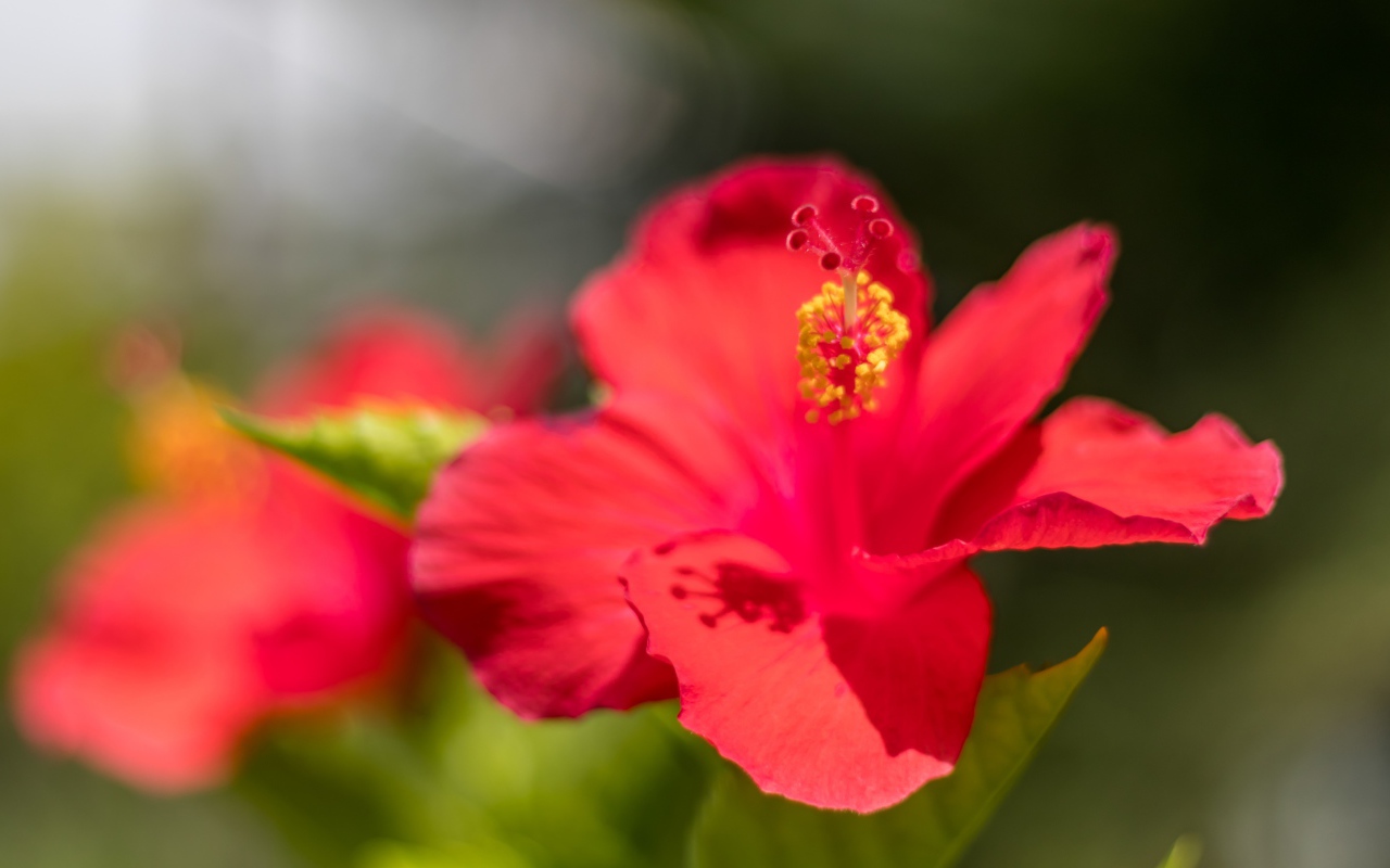 Красный цветок гибискуса в лучах солнца крупным планом 