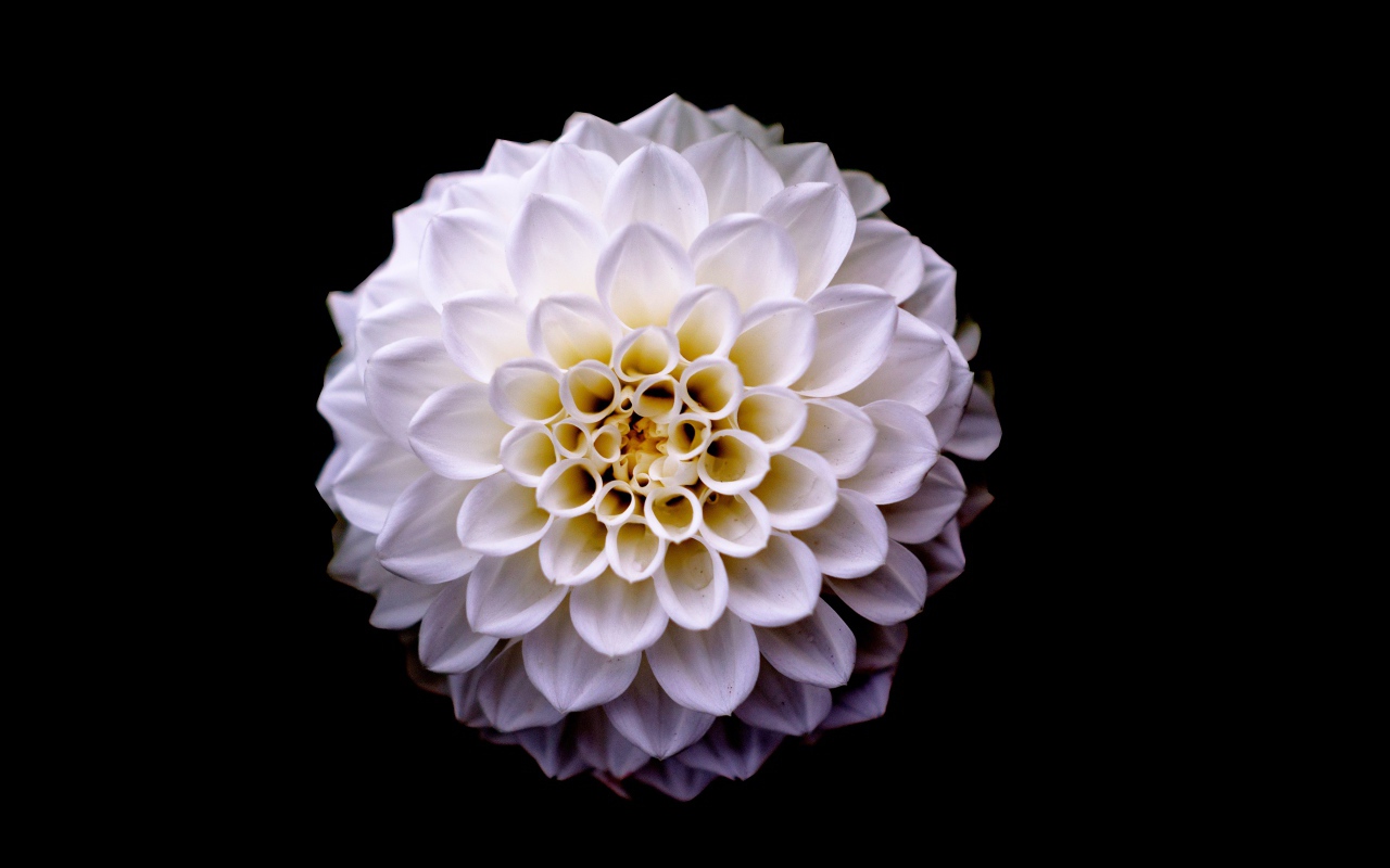 Белый цветок георгины на черном фоне