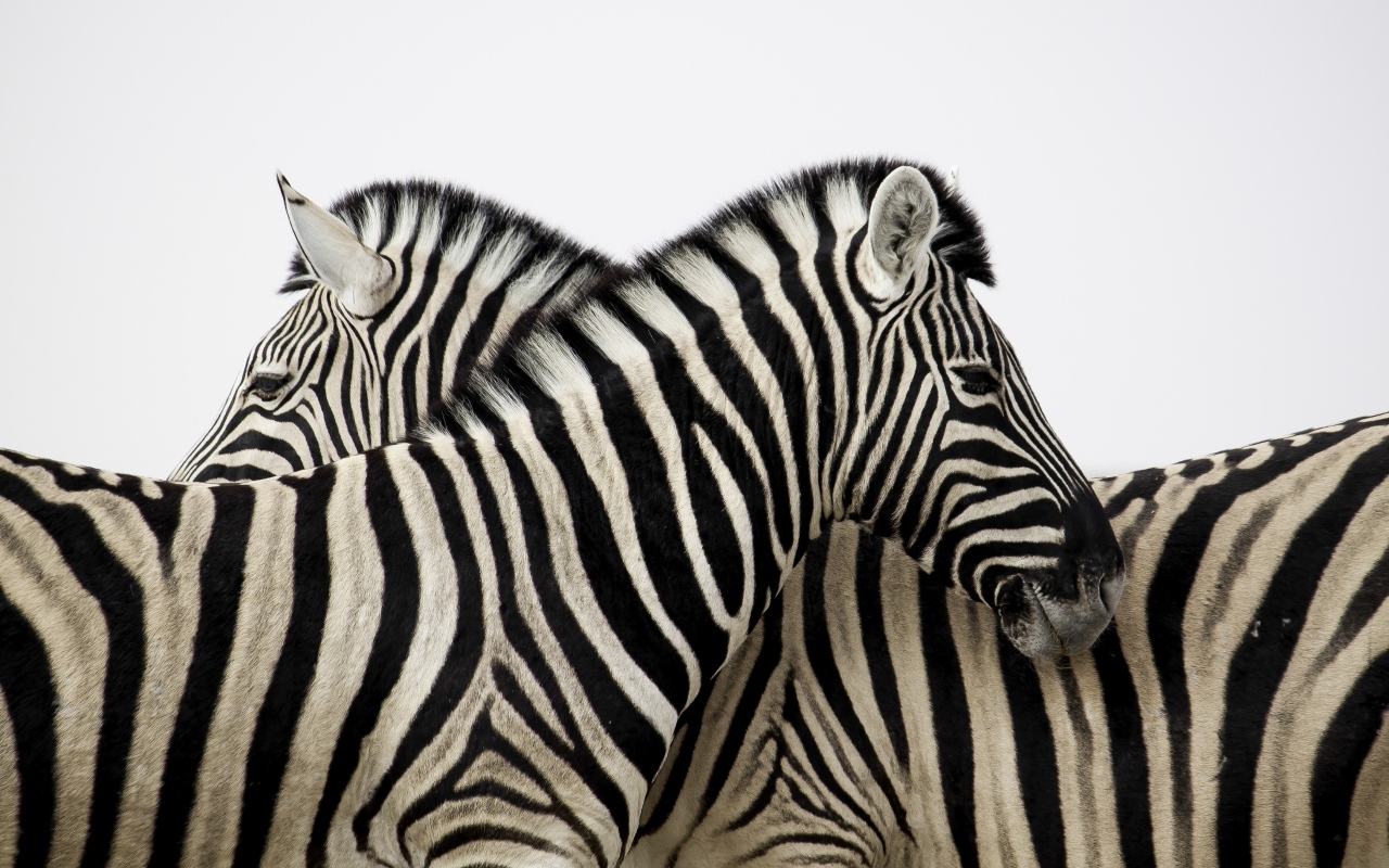 Две полосатые зебры стоят на белом фоне