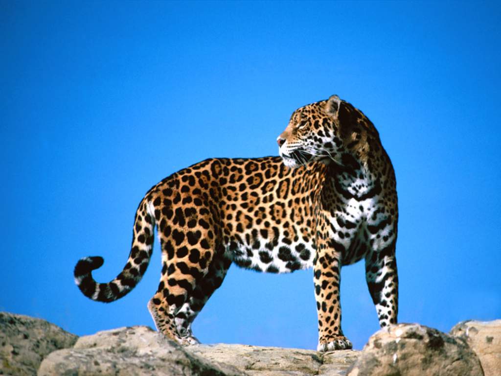 Леопард в поисках пищи