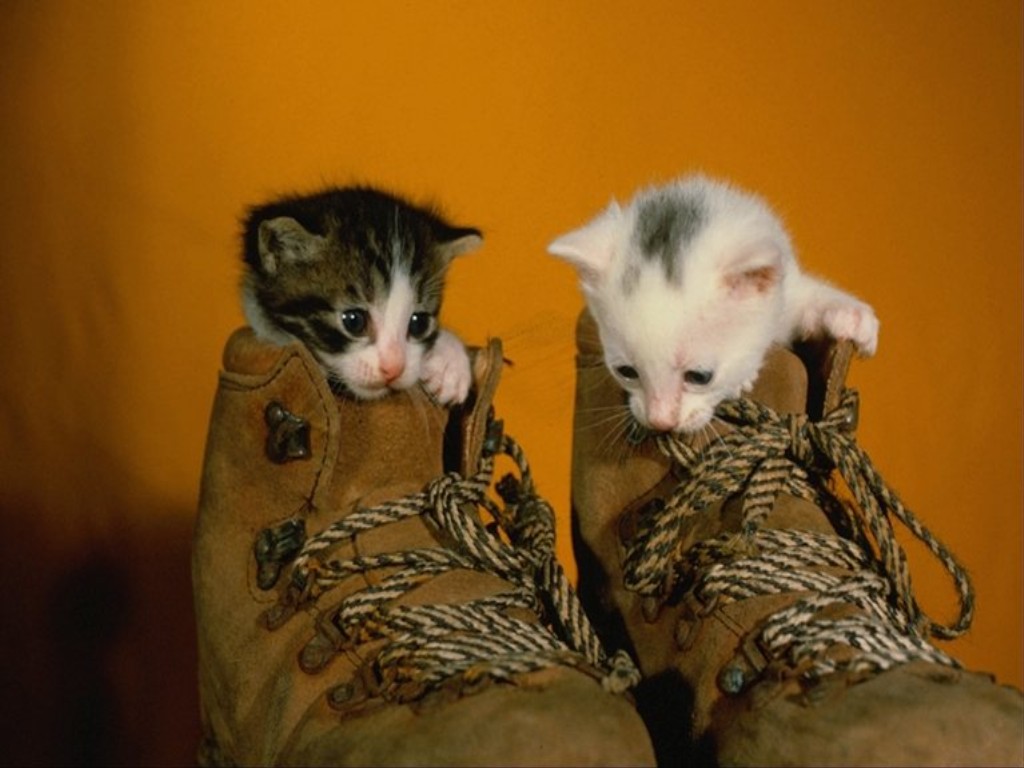 Котята в обуви