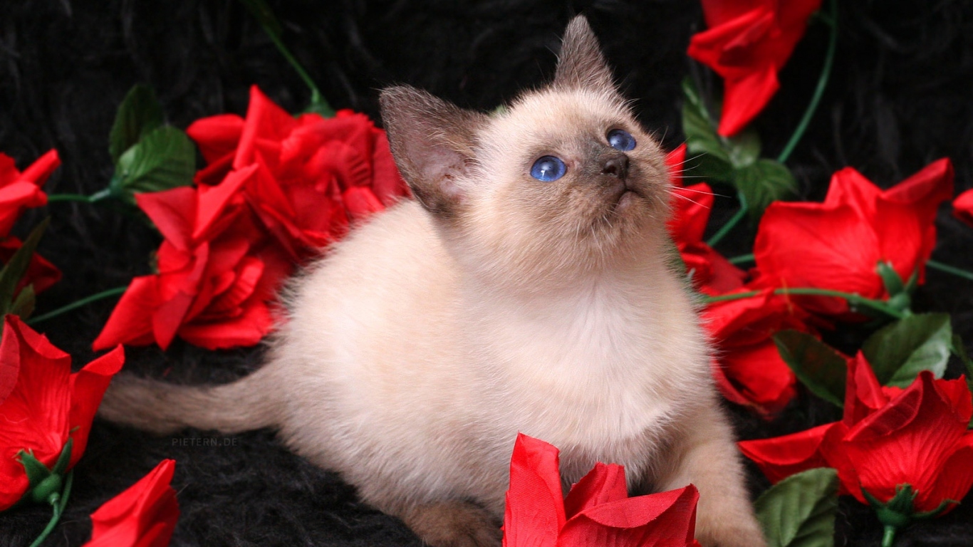 Котенок в розах