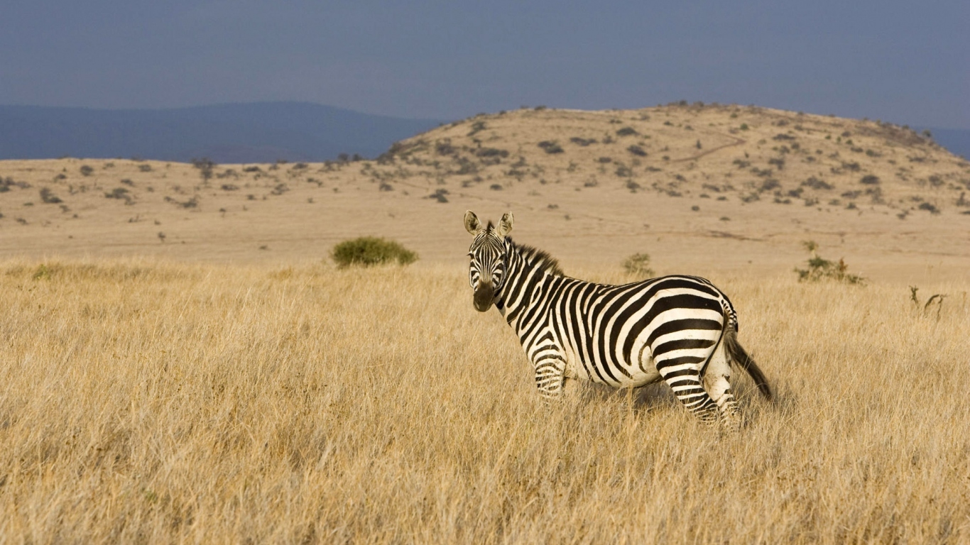 Африканская зебра