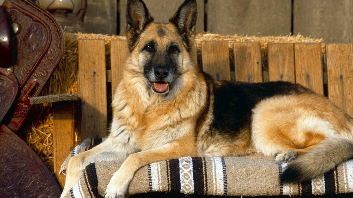 German shepherd