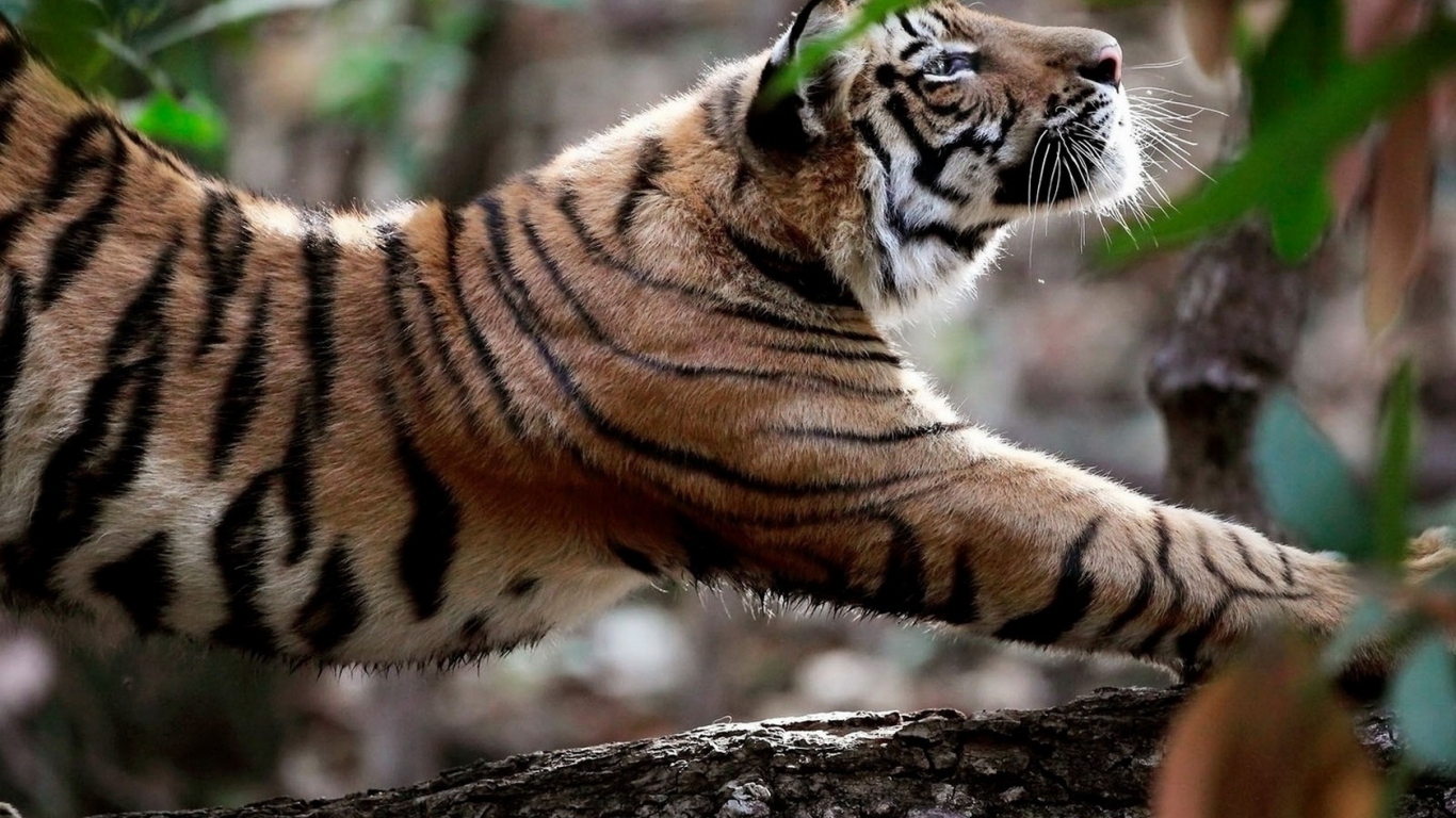 Потягивающийся тигр