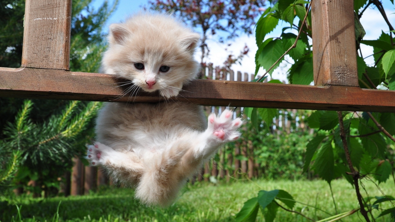 Котенок на заборе