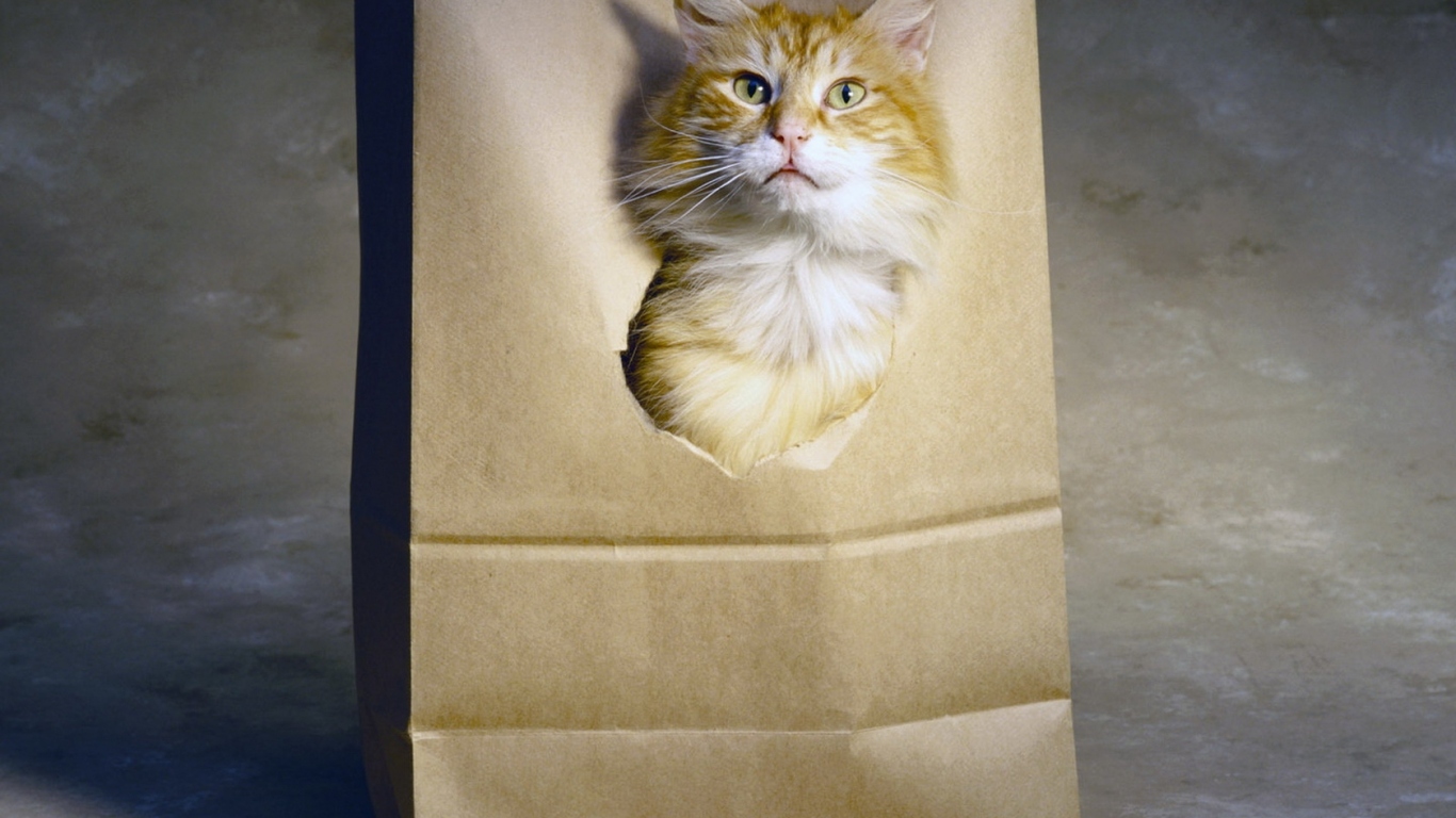 Рыжий кот в пакете