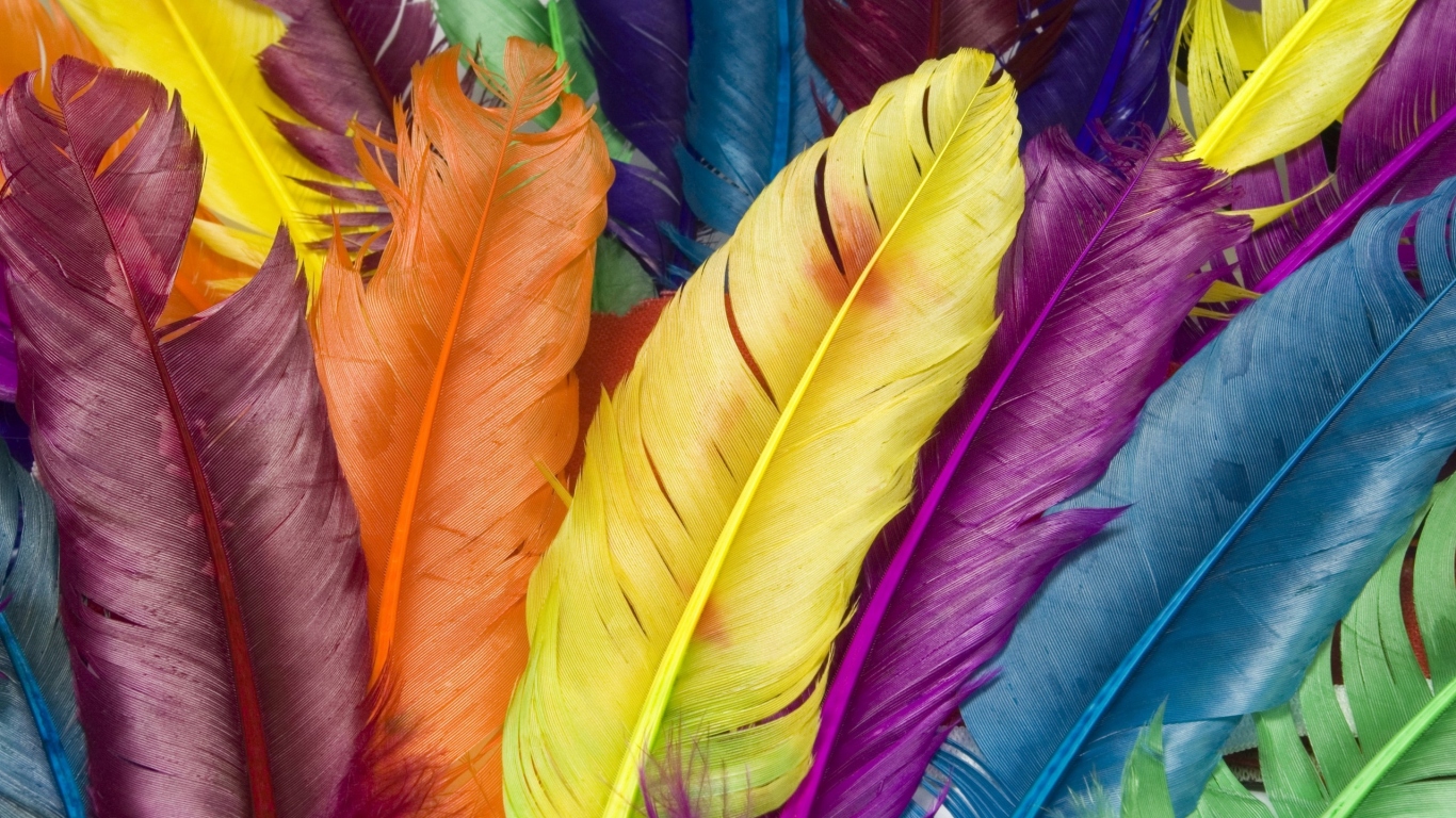 Feathers in colour