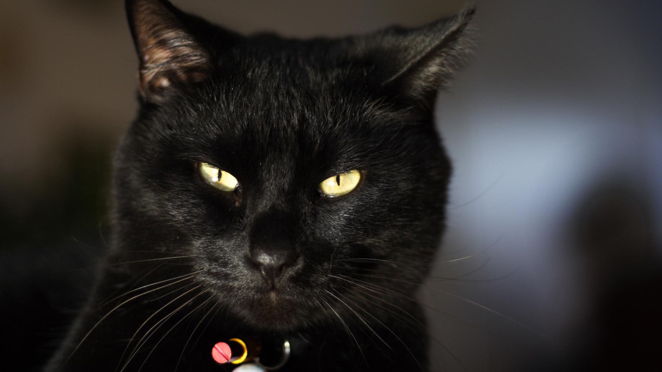 Чёрный кот чем-то недоволен
