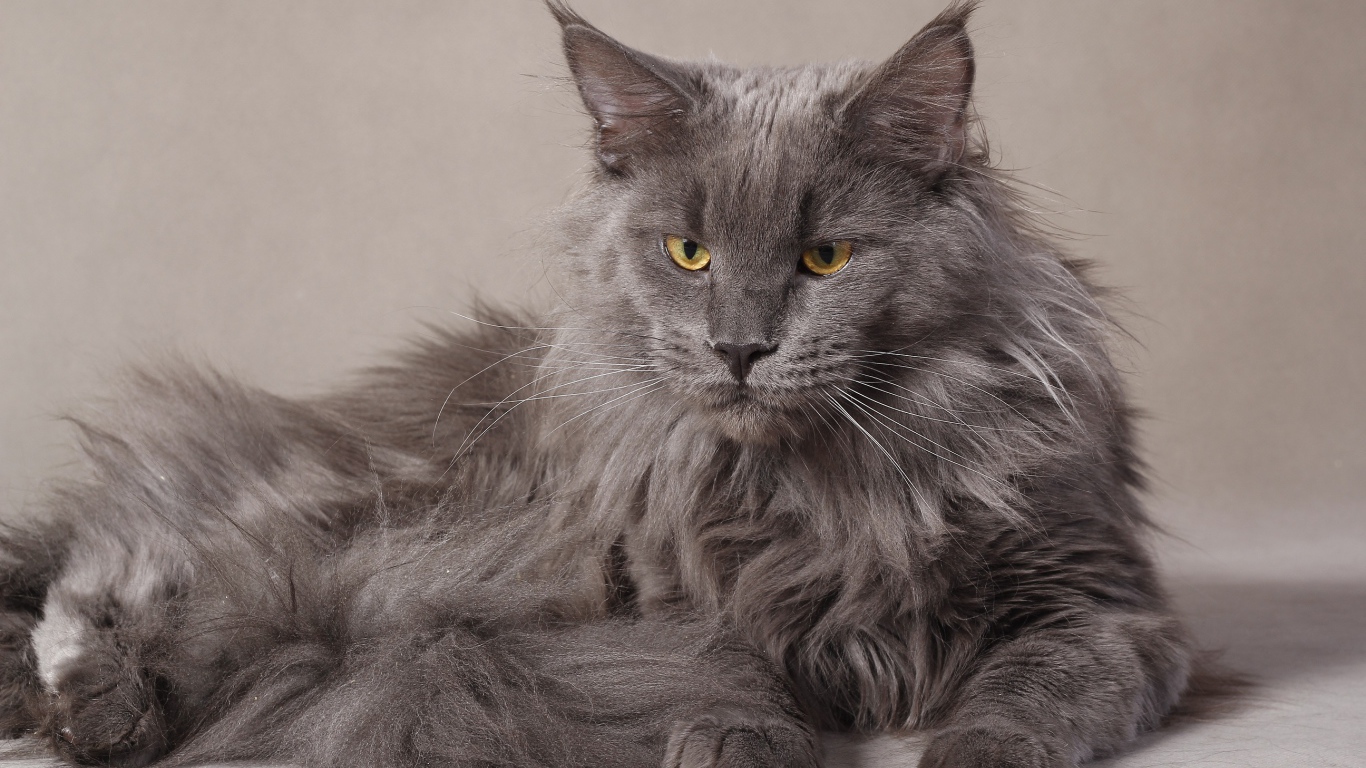 Grey serious Maine Coon cat