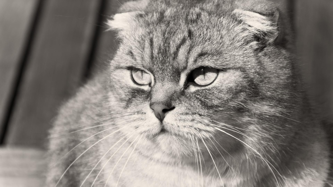 Недовольный шотландский вислоухий кот, чёрно-белое фото