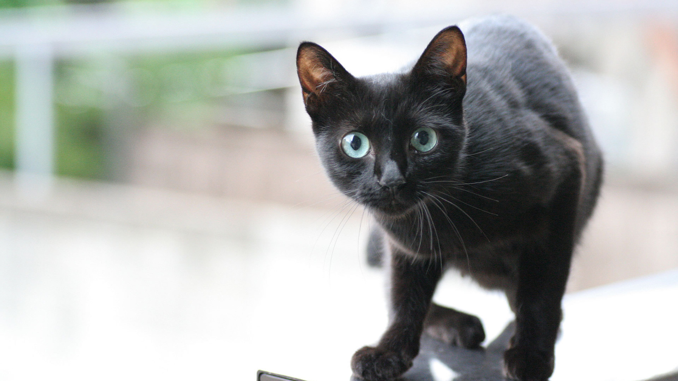 Little sly black cat Desktop wallpapers 1366x768