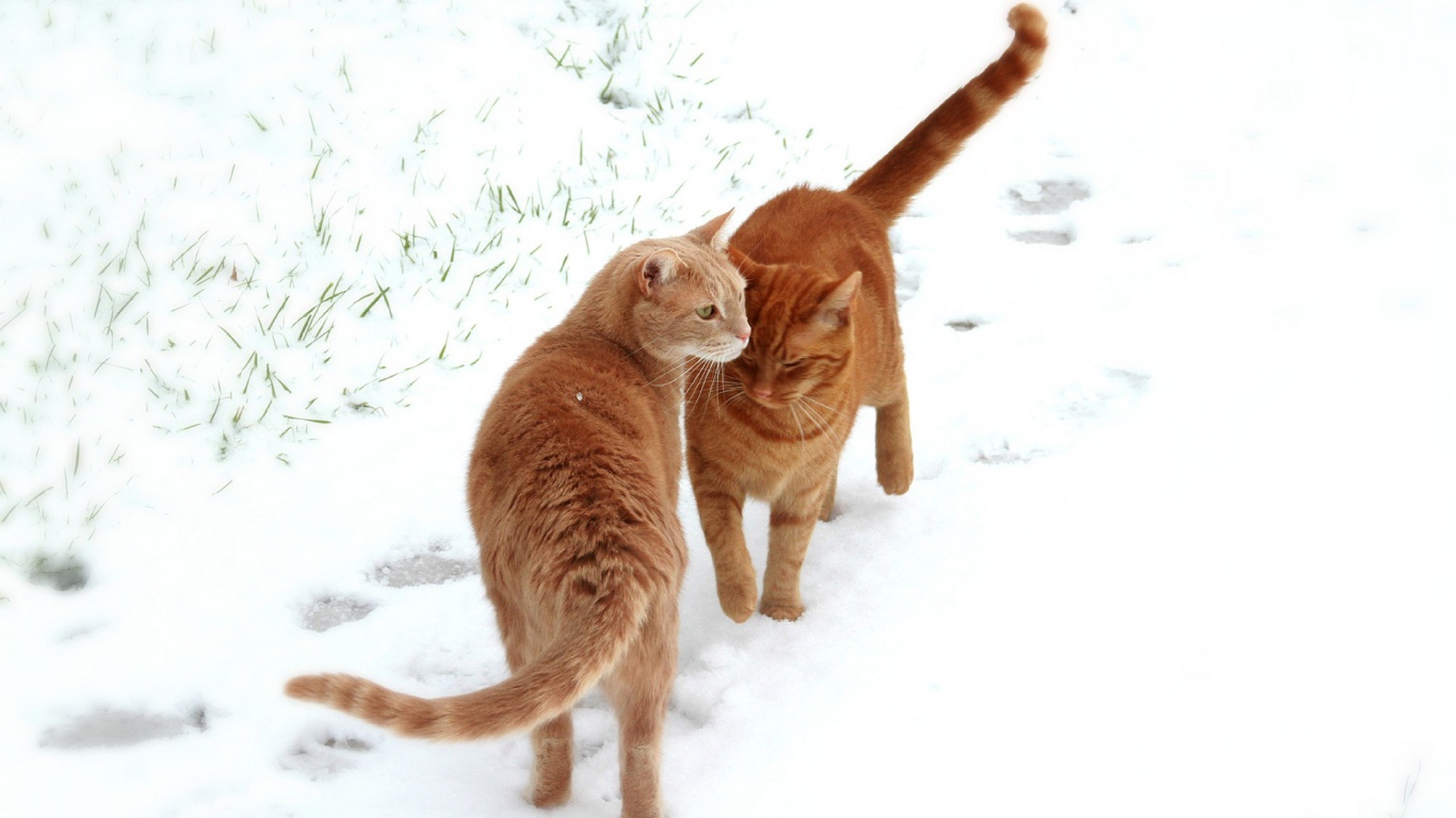 Рыжие коты гуляют по снегу