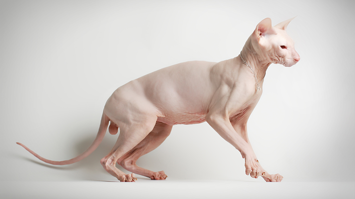 Sphynx cat posing on a white background