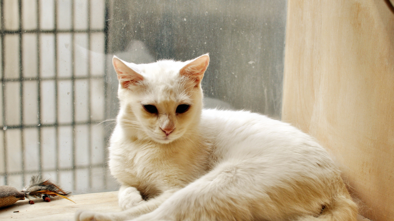 Белый кот грустит в дождливую погоду
