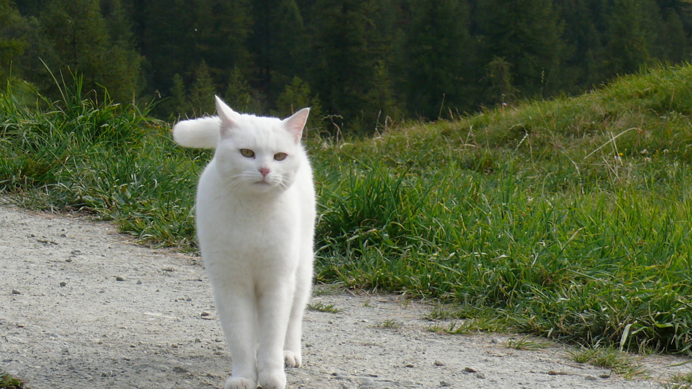 Красивый белый кот гуляет по холмам