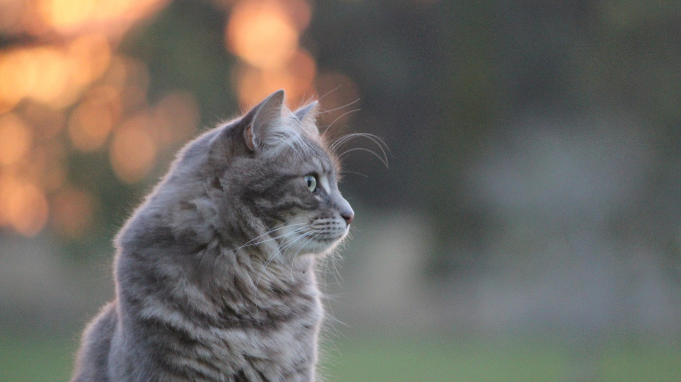 Серый пушистый кот на природе