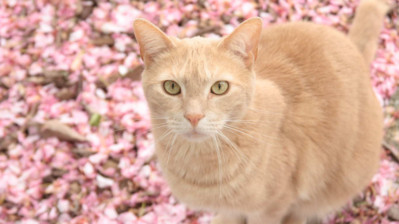 Рыжий кот в розовых цветах