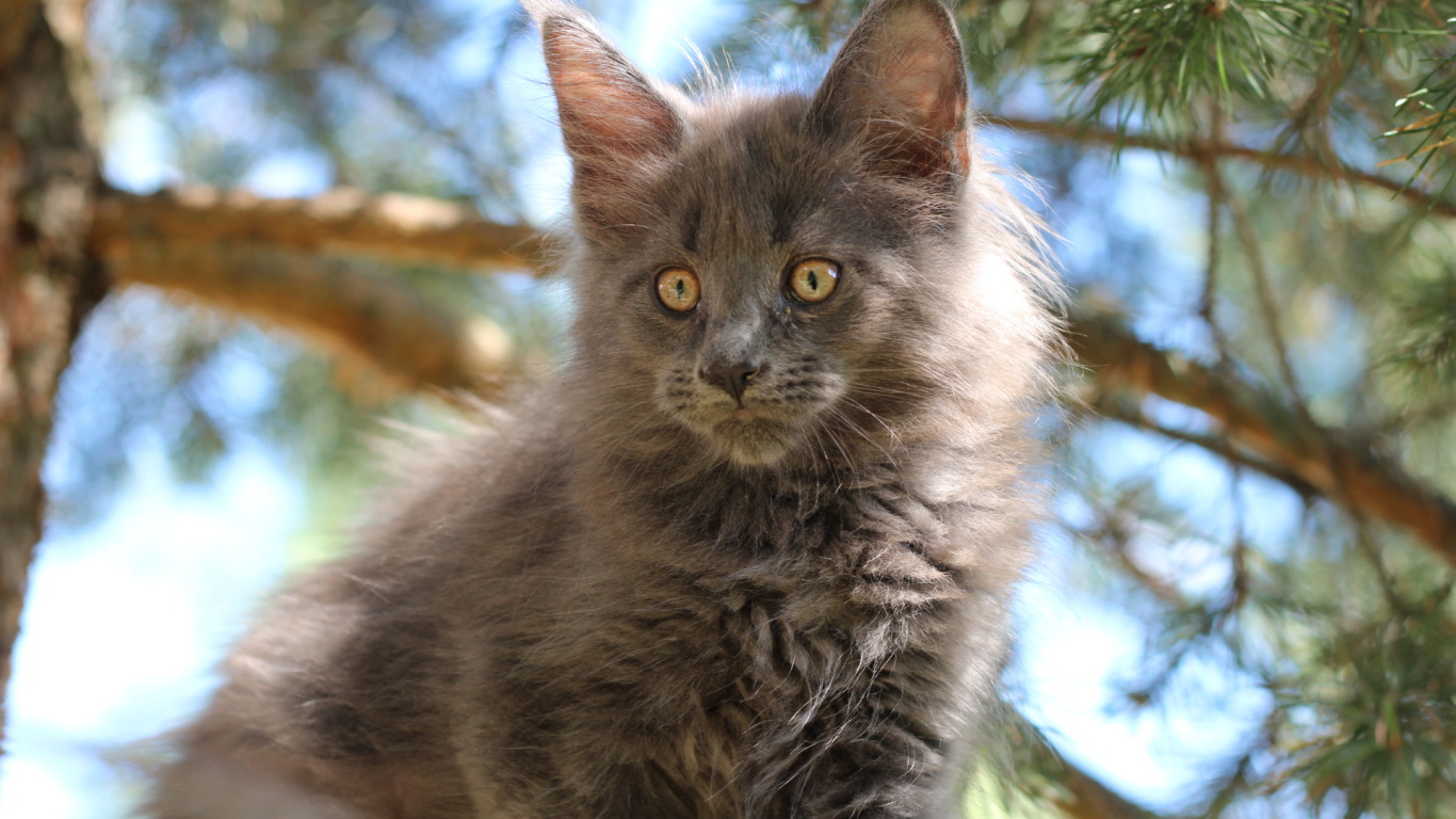 Маленький симпатичный и серый кот мейн-кун на кого-то смотрит