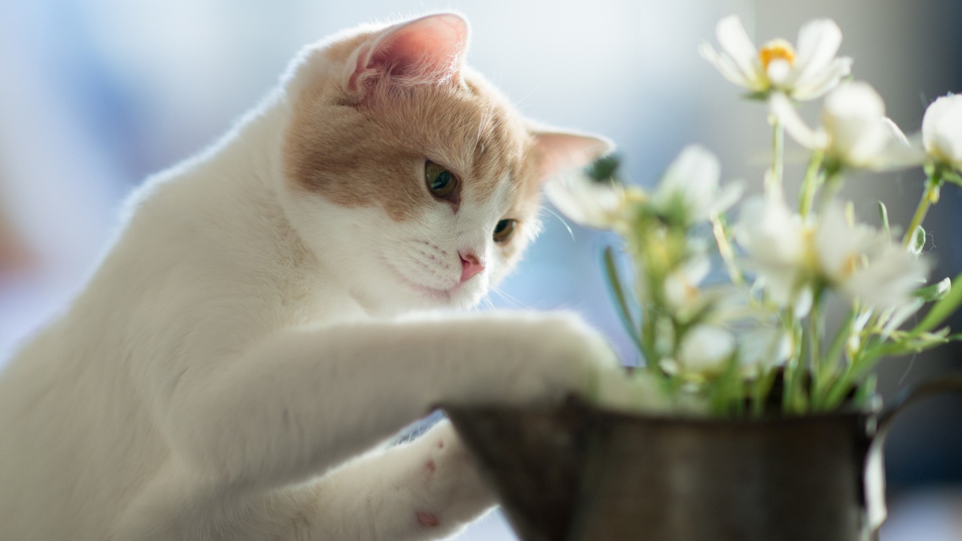 Белый маленький кот и цветок