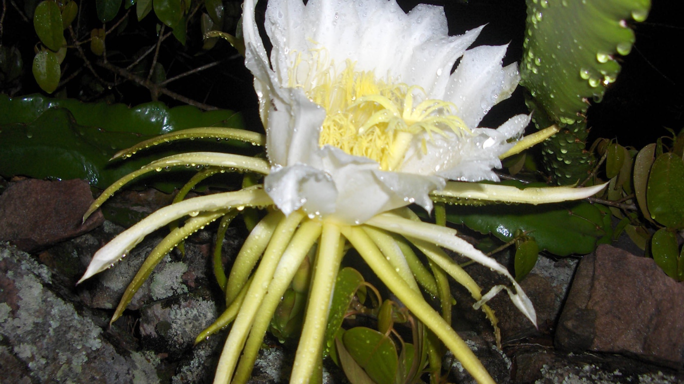 Белый цветок кактуса