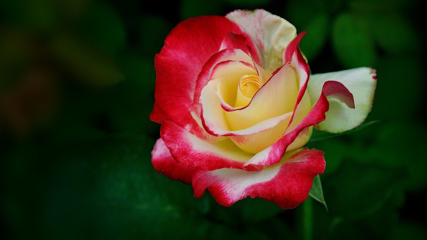 Желто-красная роза