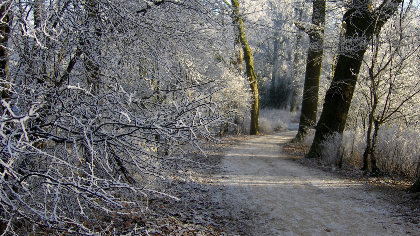 Пейзаж зимний лес