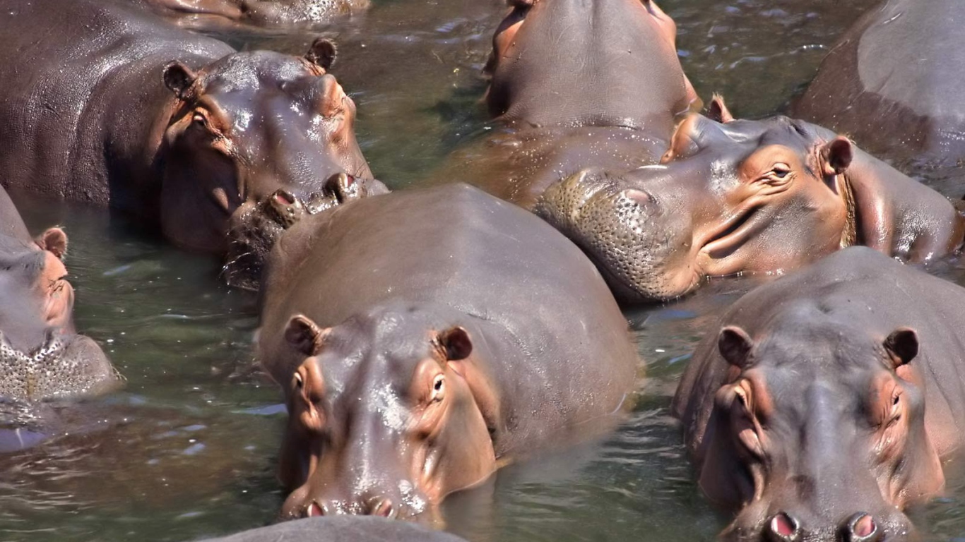 	  A herd of hippos