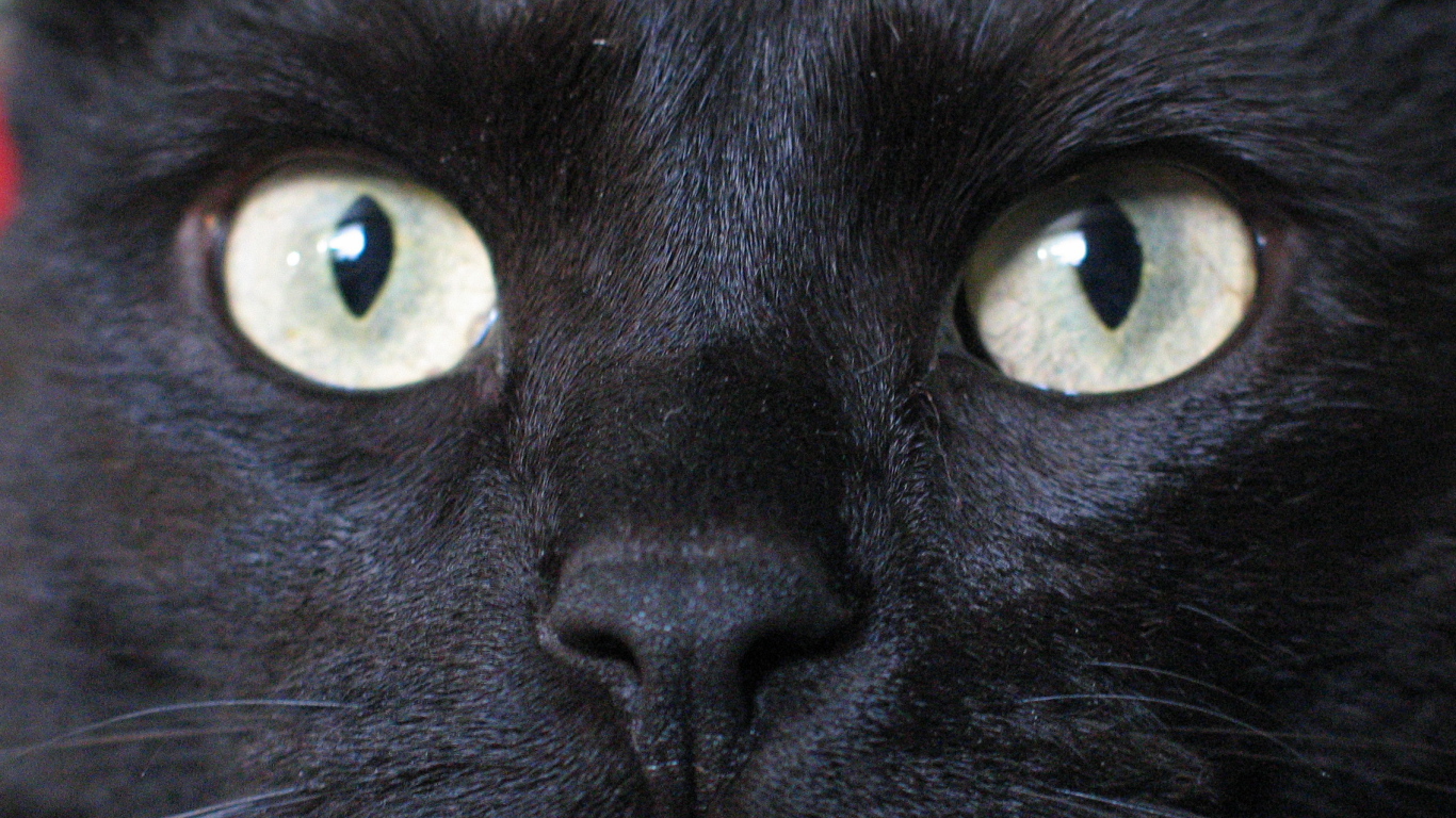 Глаза бомбейской кошки