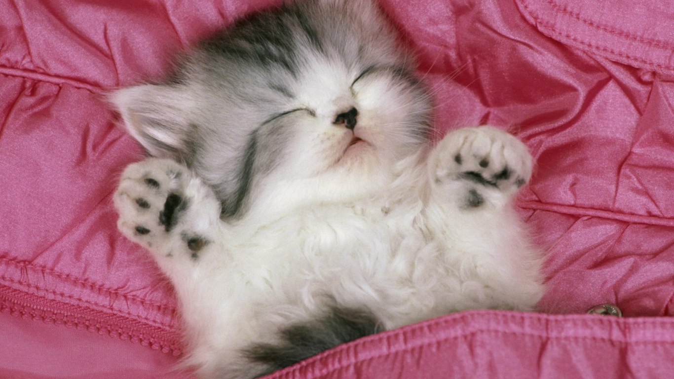 Котенок спит в розовой кровати
