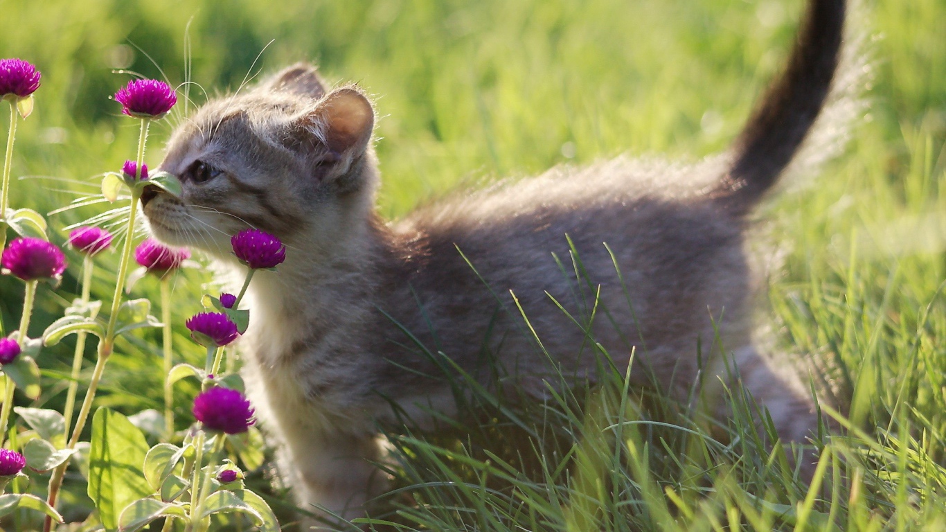 Котенок нюхает цветы