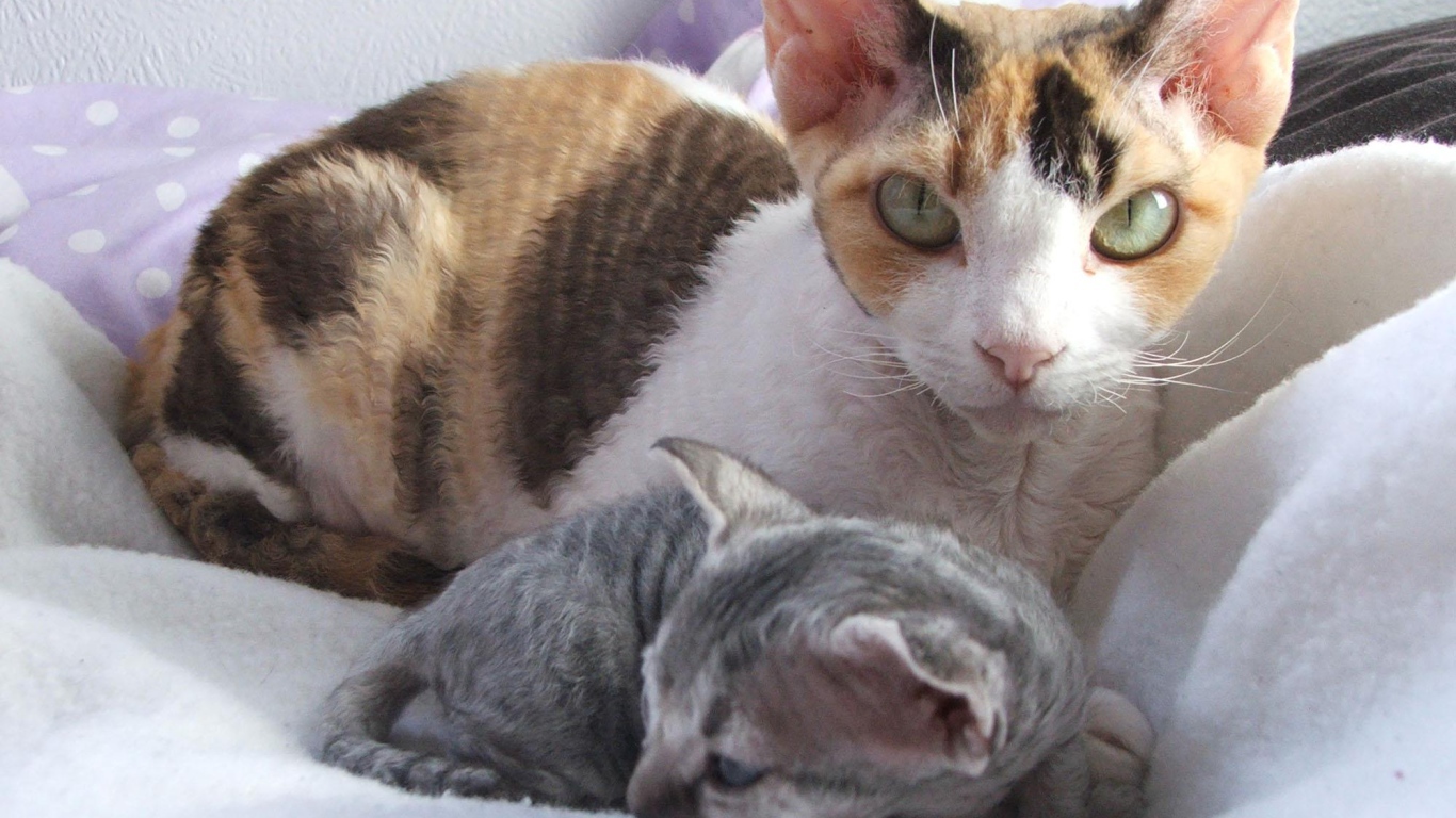 Мама девон-рекс с котенком