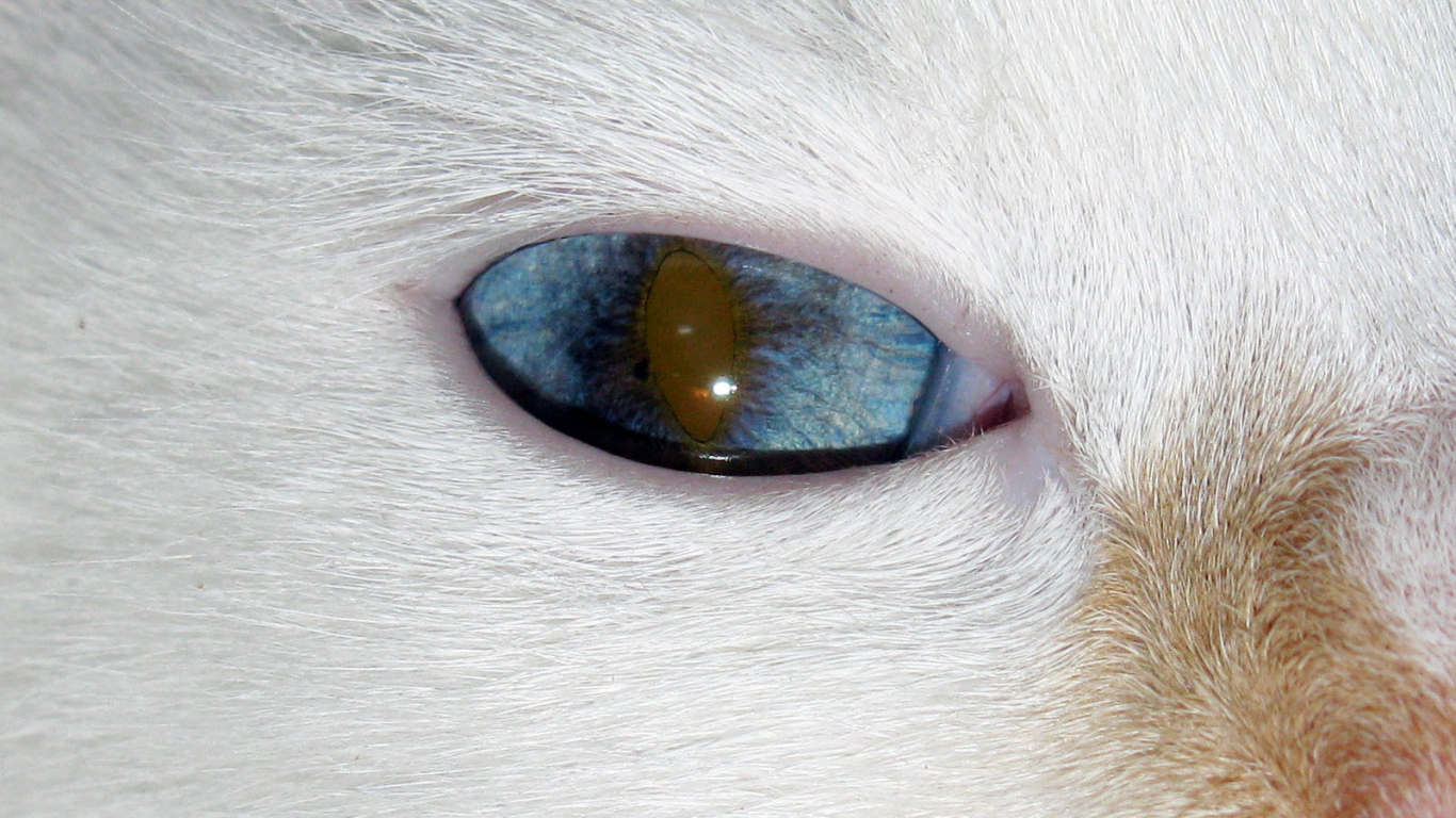 Глаз кота турецкий ван