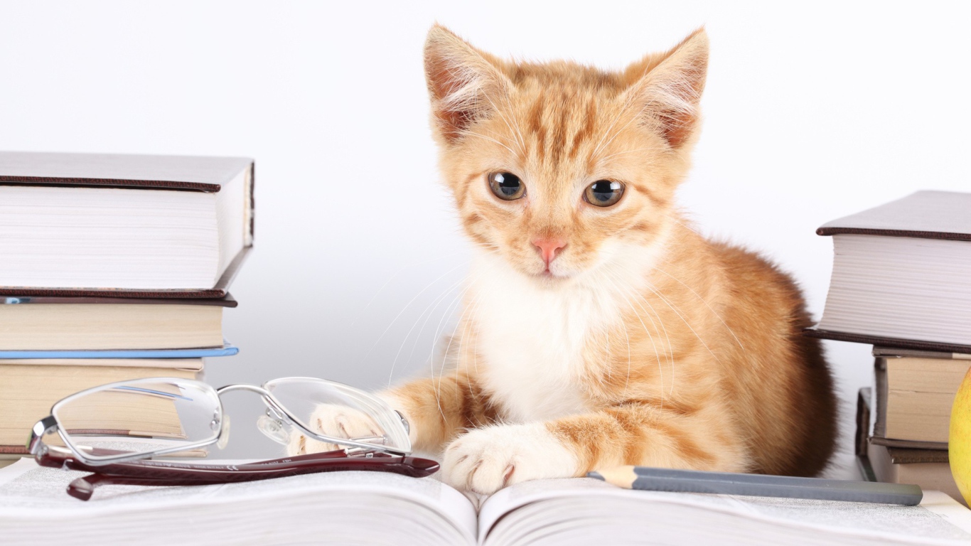 	   Cat lies about books