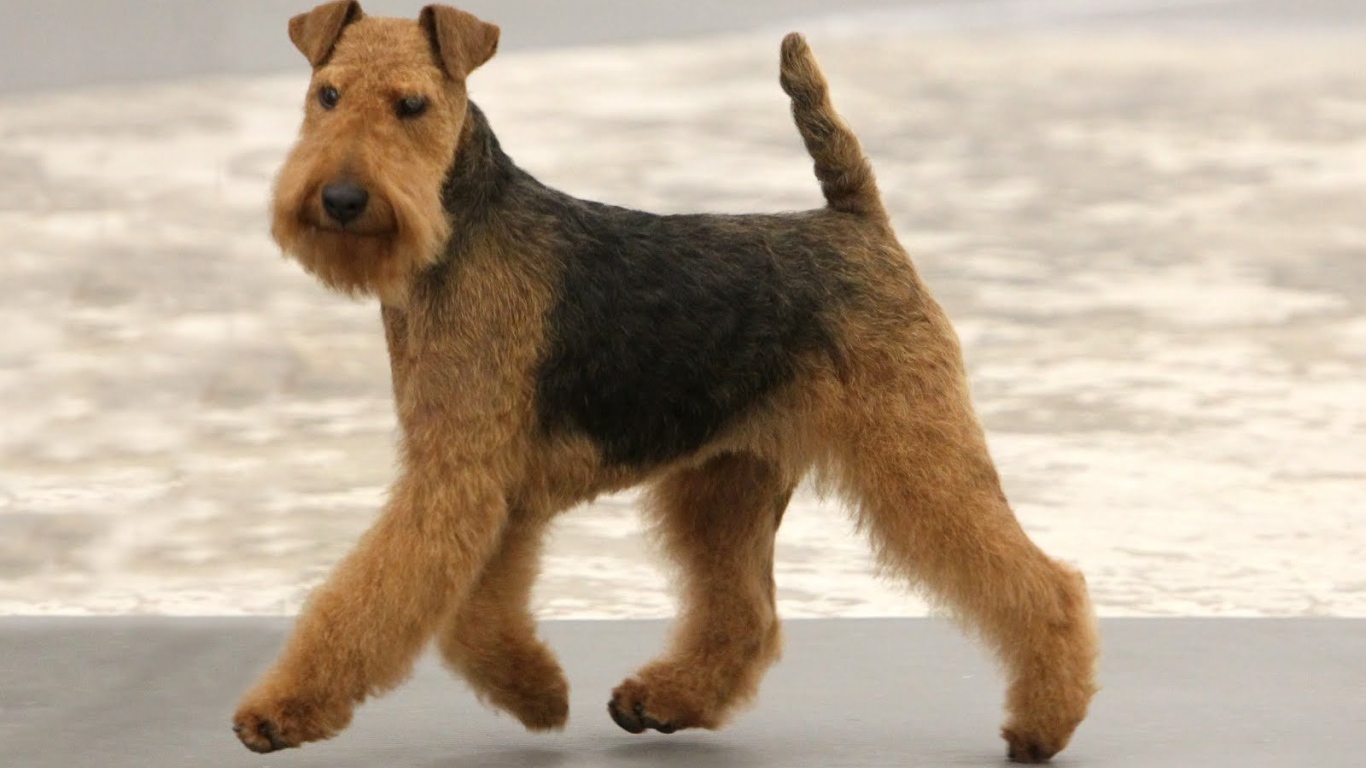 Cute Airedale for a walk