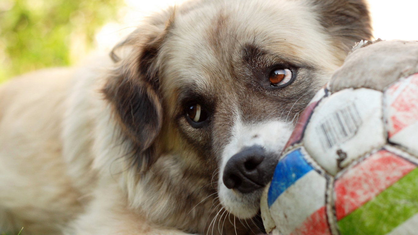 Собака с мячом