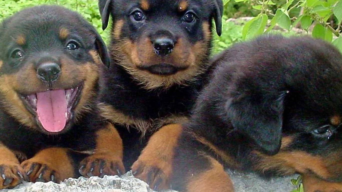 Три щенка ротвейлера